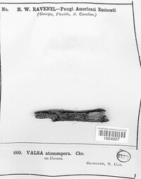 Valsa atomospora image